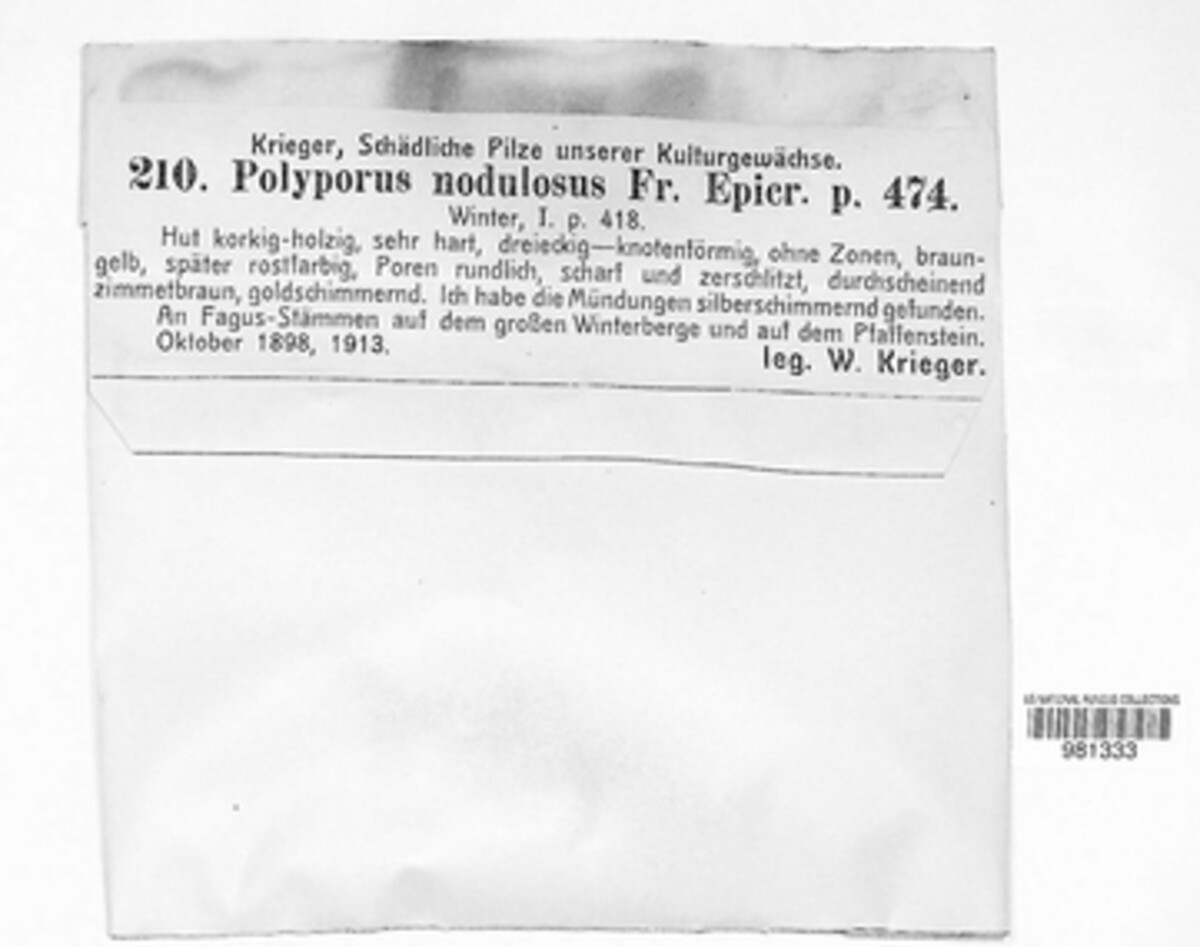 Polyporus nodulosus image